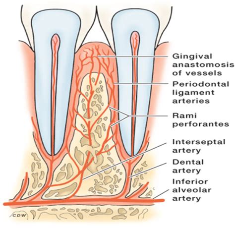 Normal Periodontium The Periodontal Ligaments PDL Flashcards Quizlet