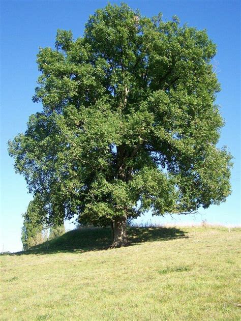 Exposition Vidéoconférence sur le thème de l arbre un véritable