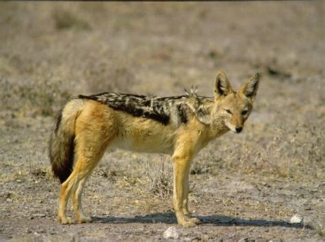 Black Backed Jackal Canids