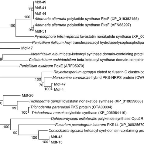 The Phylogenetic Relationship Of Endophytic Fungi Based On Nrpss Amino