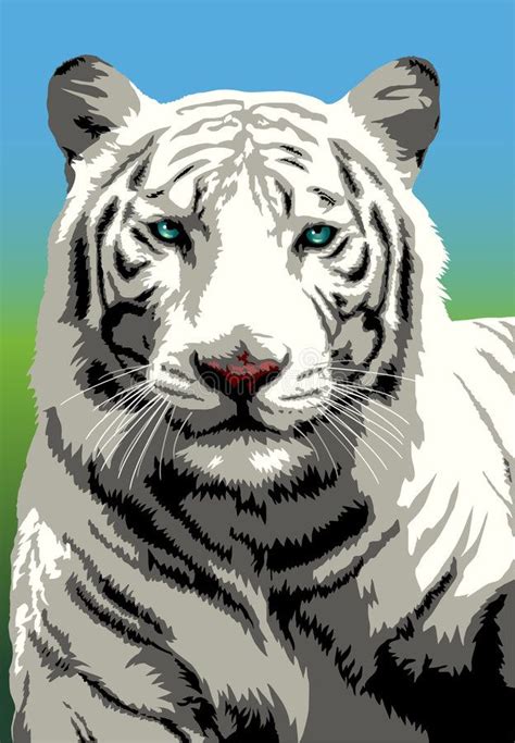 White Bengal Tiger stock illustration | Tiger illustration, White bengal tiger, Bengal tiger