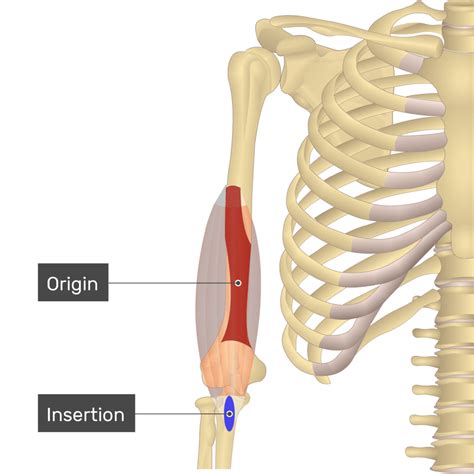 BRACHIALIS Diagram | Quizlet