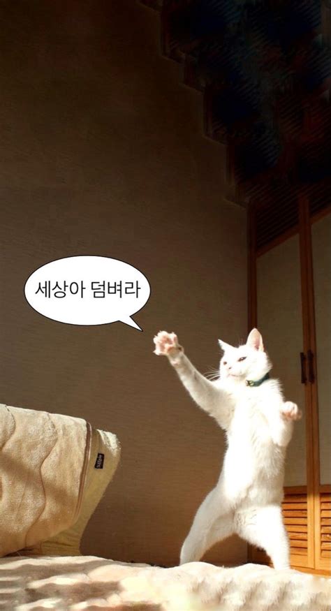 고양이짤