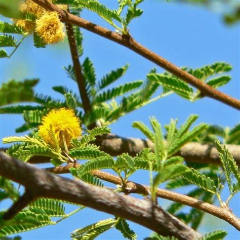 Sweet Acacia Low Branch | Star Nursery Garden and Rock Centers