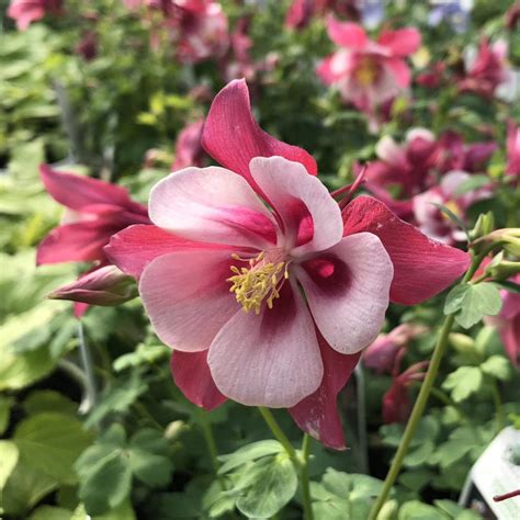 Aquilegia Songbird Cardinal Buy Columbine Perennials Online