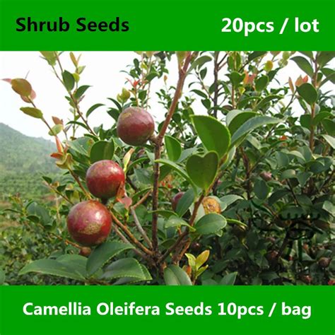 Aliexpress.com : Buy Excellent Camellia Oleifera Seeds 20pcs, Widely ...