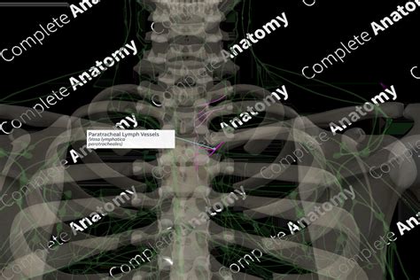 Paratracheal Lymph Vessels (Left) | Complete Anatomy