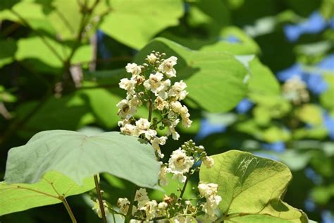 Pflanzen mit herzförmigen Blättern und Blüten