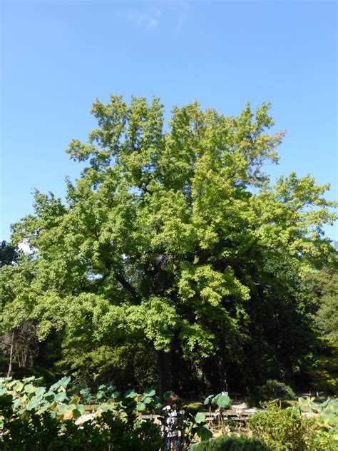 Liquidambar Formosana Trees And Shrubs Online