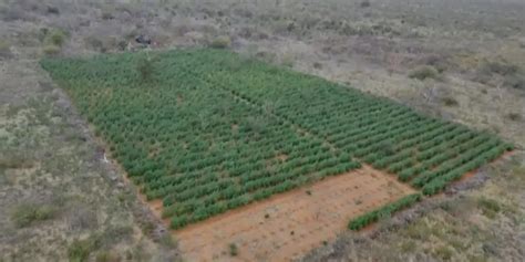 Bahia Operação policial erradica plantações de maconha mais de 35