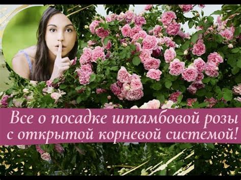 Все о посадке штамбовой розы с открытой корневой системой! - YouTube
