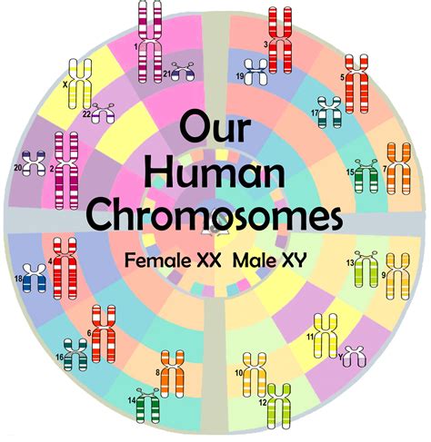 Our Human Chromosomes – World Clock