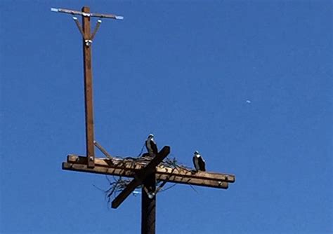 Telephone Poles With Birds