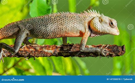 Exotic Colorful Lizard with Sharp Spikes Standing on an Old Rusty Metal