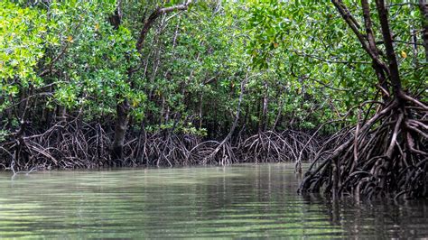 Manglares Importancia En El Ecosistema Medio Ambiente