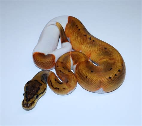 Everything You Need To Know About Pied Ball Pythons One Reptile