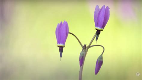 Getting Low for Better Flower Photos | Fstoppers