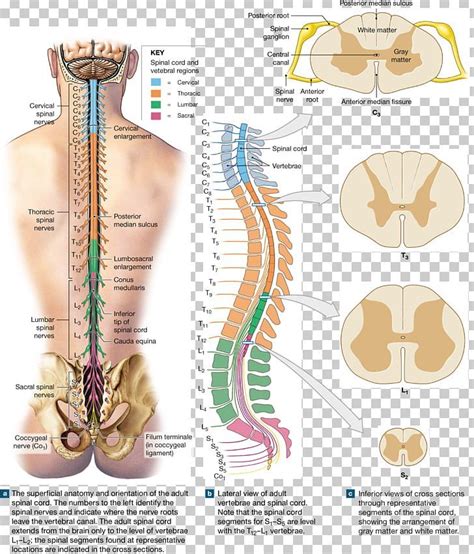 Spinal Nerve Spinal Cord Vertebral Column Nerve Root Anatomy PNG - Free ...