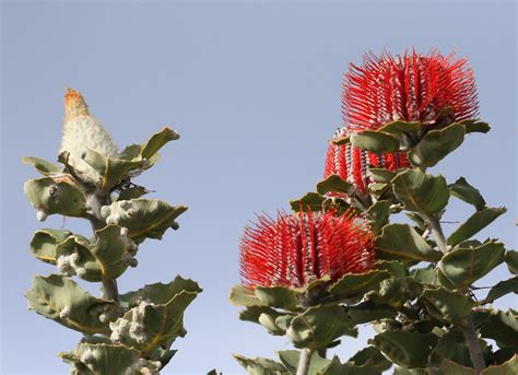 Banksia Coccinea Endemic To The South West Of Western Aust Flickr