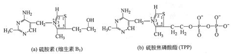 水溶性维生素解读生命化学挂云帆
