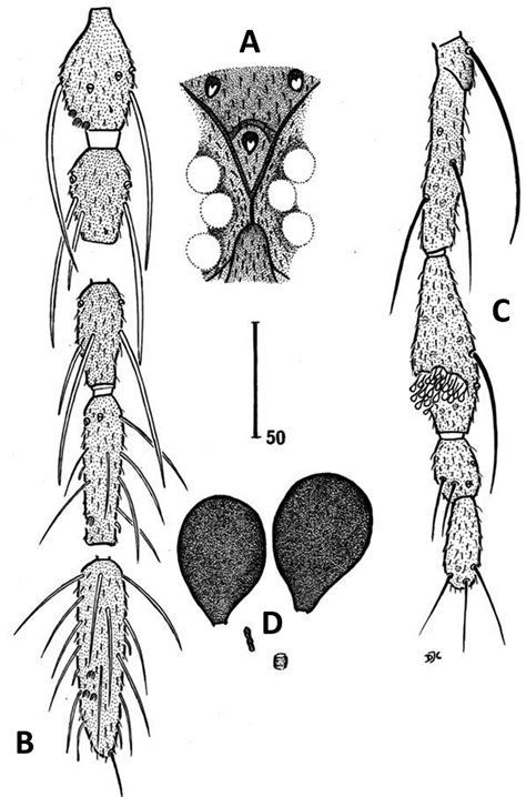 Schematic Illustrations Of A Eyes B Flagellomeres 1 2 8 9 And 13 Download Scientific