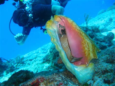 Best Places To Go Scuba Diving in Florida | Florida Travel + Life