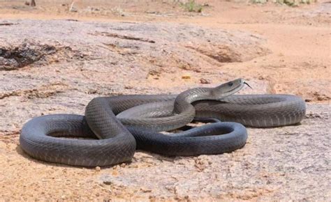 5 Fakta Black Mamba Ular Beracun Paling Mematikan Di Dunia Okezone