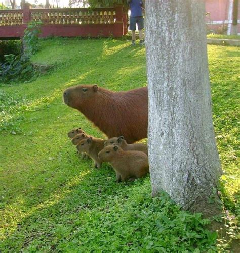 “We attack at dawn.” : r/capybara