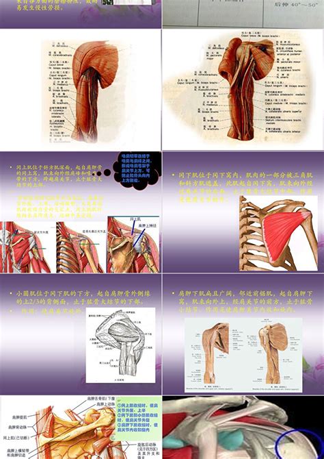 肩周炎的分型ppt模版 卡卡办公