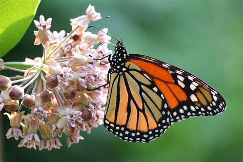 Importance of Host Plants in Your Butterfly Garden - Tallahassee ...