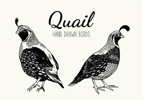 Quail Bird Vector Handdrawn Illustration 161175 Vector Art at Vecteezy