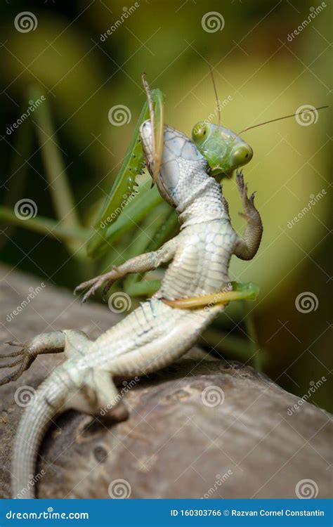 Lizard Vs Praying Mantis Royalty-Free Stock Photography | CartoonDealer ...