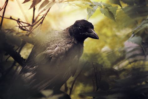 Crows Cry By Thunderi On Deviantart