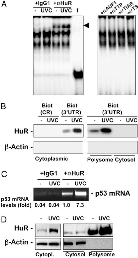 Figure From Rna Binding Protein Hur Enhances P Translation In