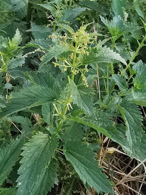Urtica dioica L. Крапива двудомная — Planta Medica