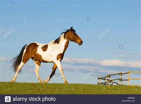 Tobiano Paint Horse High Resolution Stock Photography and Images - Alamy