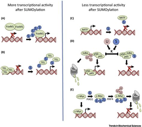 Sumoylation Mediated Regulation Of Cell Cycle Progression And Cancer