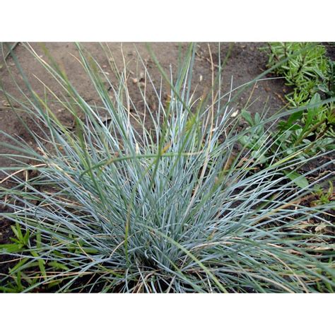 1 Gal Elijah Blue Fescue Grass Icy Blue India Ubuy