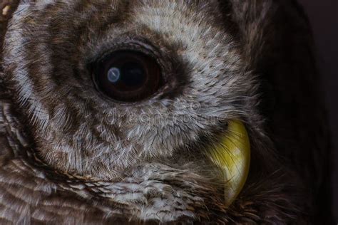 Eyes of a Barred Owl stock image. Image of rescue, birds - 191715509