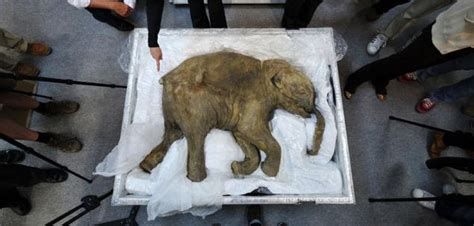 39000 Years Old Frozen Woolly Mammoth found in Siberia - Archeology