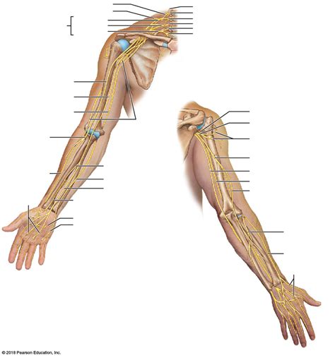 nerves (brachial plexus) Diagram | Quizlet