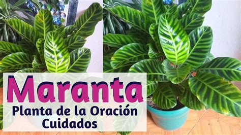 Maranta Planta De La Oraci N Cuidados Liliana Mu Oz Youtube