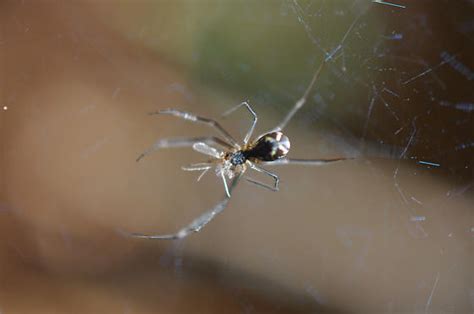 What type of spider is this? - BugGuide.Net