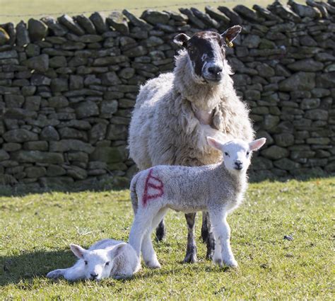 lambs  mother sheep  stock photo public domain pictures