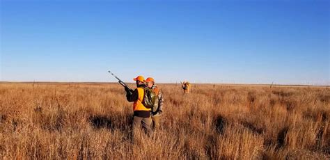 Late Season Pheasant Hunting Tips — Fall Obsession