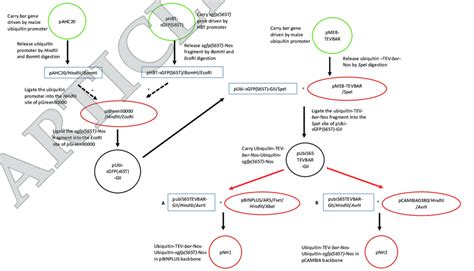 Overall cloning strategy for the construction of... | Download ... 