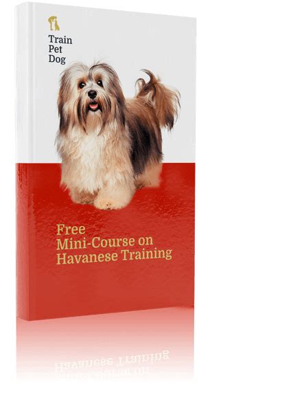 Havanese Training Tips, Care, & Other Information | TrainPetDog