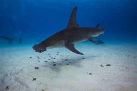 Hammerhead Shark Eyes Stock Photos, Pictures & Royalty-Free Images - iStock