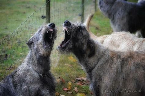 Pin By Sheila318 On Irish Wolfhounds Irish Wolfhound Wolfhound Deerhound