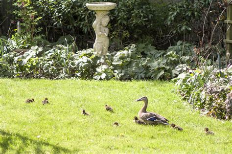 Ducks In The Garden